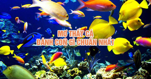 Mơ thấy cá đánh con gì vào bờ thành công? Giải mã giấc mơ thấy cá